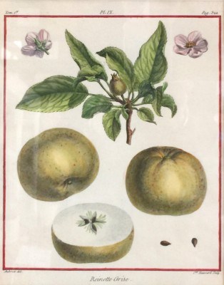 Antique Botanicals, 1768, Original Hand Coloured Copperplate Engravings, Publication: Traité des Arbres Fruitiers (Paris 1768), 10 x 8 inches, 18 x 16 inches, Matted & Framed