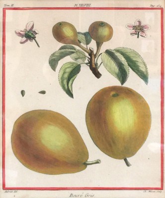 Antique Botanicals, 1768, Original Hand Coloured Copperplate Engravings, Publication: Traité des Arbres Fruitiers (Paris 1768), 10 x 8 inches, 18 x 16 inches, Matted & Framed