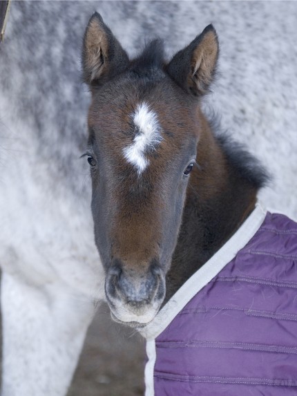 “Foal”