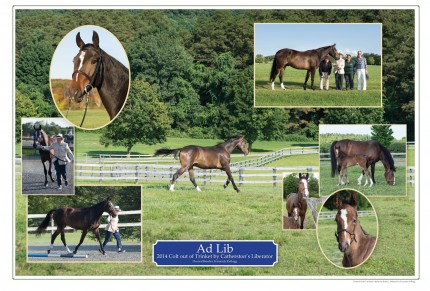 “Ad Lib” A 2014 American Warmblood colt out of Trinket by Catherston's Liberator owned and bred by Fernanda Kellogg. This was a particularly fun commission because it started with foal pictures, yearling images and continued through his being shown in hand by his owner/breeder as a two-year-old. Looking forward to seeing him in competition in a few years.