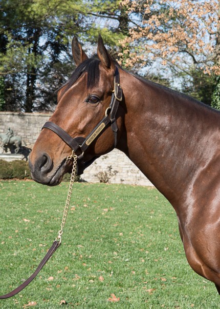 “American Pharoah” 2015 Tripple Crown winner who now stands at Coolmore Stud in Lexington, KY.