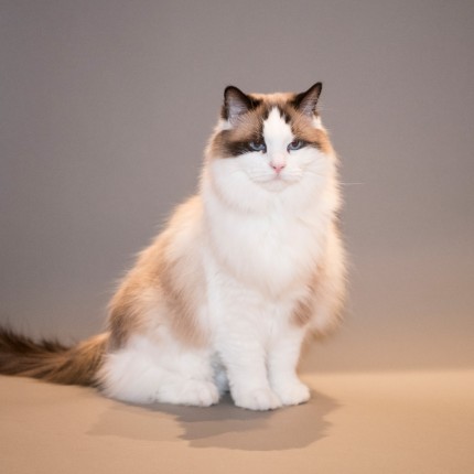 “Christmas Cat” This Ragdoll purebred has good life in Greenwich, CT.