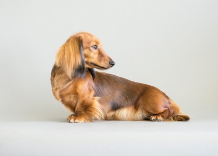 “Dikerdachs Beyonce” Champion show dog Beyonce has no trouble striking a pose.