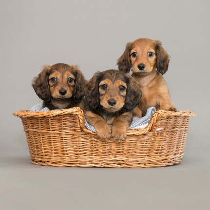 “Dikerdachs Puppies” This litter is ready for their new owners.