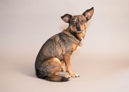 “Pickles” Pickles is a rescue dog who now serves as an emotional support animal for his new owner.