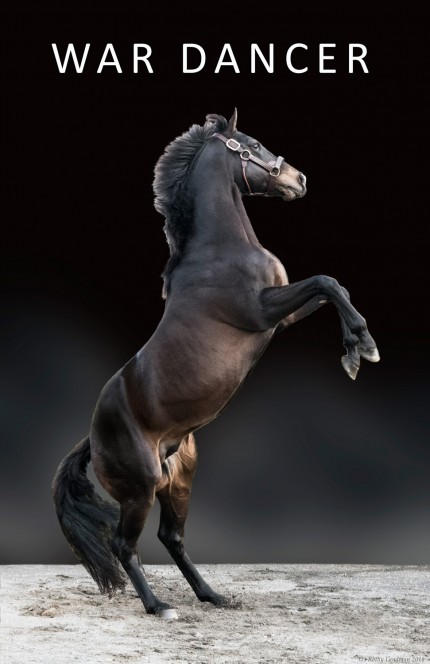 “War Dancer” The 2010 horse by War Front, out of Deed I Do, is now standing at Rockridge Stud. In his second season, War Dancer is known as America's Most Eligible Stud. This portrait was commissioned by his owners.