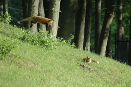 "Leaping Red Fox" digital photography, 11 x 14 inches, signed