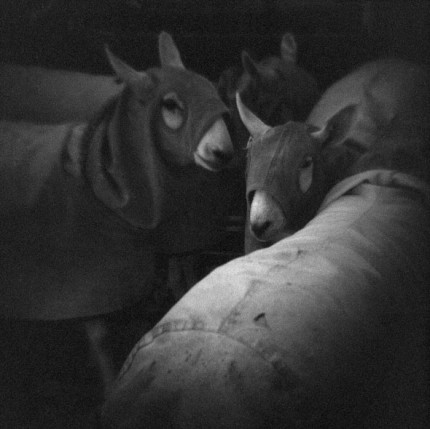 Sheep in Hoods, Archival Inkjet on fine art cotton rag, 10.5" x 10.5" or 7.5" x 7.5"