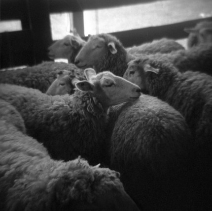 Sheep Shot, Archival Inkjet on fine art cotton rag, 10.5" x 10.5" or 7.5" x 7.5"
