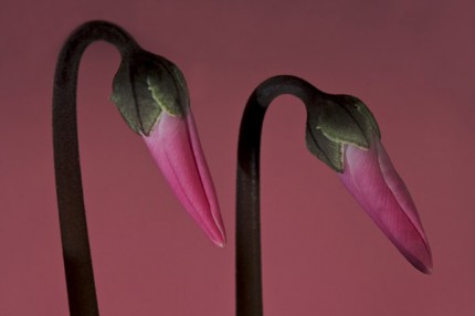 Two Cyclamen, Archival Giclee Print on Art papper, 14,4" x 21,6", Edition of 30 and 3 AP