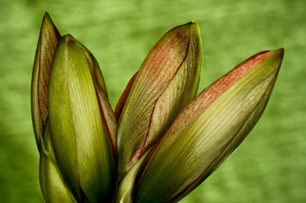 Amarylis bud, Archival Giclee Print on Art papper, 14,4" x 21,6", Edition of 30 and 3 AP