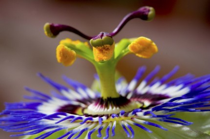 Passionflower, Archival Giclee Print on Art papper, 14,4" x 21,6", Edition of 30 and 3 AP
