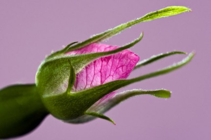 Rosa Dumalis, Archival Giclee Print on Art papper, 14,4" x 21,6", Edition of 30 and 3 AP