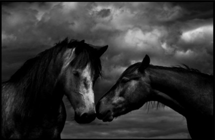 Horses #51, Limited Edition of 25. 12x16 inches, Limited Edition of 25. 22x28 inches, Limited Edition of 8. 44x62.5 inches, Printed on Hahnemuhle Photo Rag 308g Fine Art Archival paper.