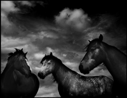 Horses #52, Limited Edition of 25. 12x16 inches, Limited Edition of 25. 22x28 inches, Limited Edition of 8. 44x52.5 inches, Printed on Hahnemuhle Photo Rag 308g Fine Art Archival paper.