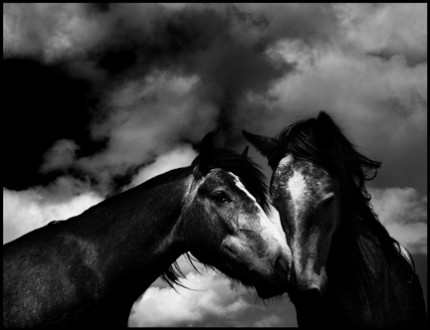 Horses #53, Limited Edition of 25. 12x16 inches, Limited Edition of 25. 22x28 inches, Limited Edition of 8. 44x52.5 inches, Printed on Hahnemuhle Photo Rag 308g Fine Art Archival paper.