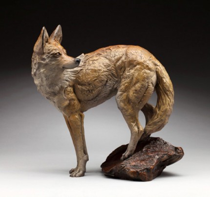 “Desperado” Bronze, Edition of 15, 20 x 15 inches (Base in Wood or Stone Available) 1/2 life-size sculpture of a coyote. The coyote is like the romanticized outlaw of 'The West'. We admire them for their freedom, yet despise them for their actions. When you see a coyote, they are usually slinking around low to the ground, always looking over their shoulder, just like a Desperado.