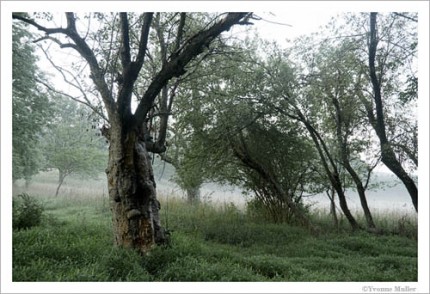 "Old Tree and Foggy Clearing" Near Bellvale Lakes Road in the hamlet of Bellvale, Warwick, New York. Archival pigment print on paper, image may be ordered on paper sizes 16x24, 24x36 or 30x45