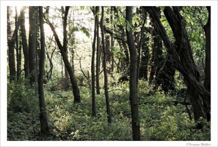 "Carpeted Wood" Near Bellvale Lakes Road in the hamlet of Bellvale, Warwick, New York, Archival pigment print on paper, image may be ordered on paper sizes 16x24, 24x36 or 30x45