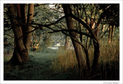 "Morning light near Bellvale Lakes Road in the hamlet of Bellvale, Warwick, New York" Archival pigment print on paper, image may be ordered on paper sizes 16x24, 24x36 or 30x45