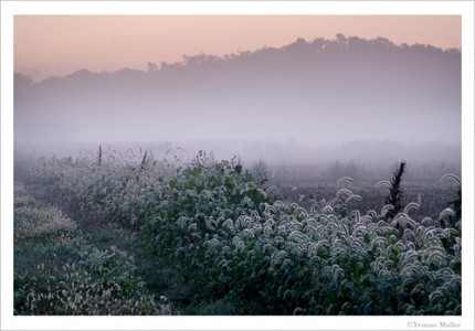 "Early morning fog, lowlands of the hamlet of Bellvale, Warwick, New York" Archival pigment print on paper, image may be ordered on paper sizes 16x24, 24x36 or 30x45