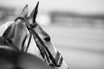 "Polo - Ponies Serie" Signed and Limited, Lustre print mounted on Dibond 15 x 22.5 inches