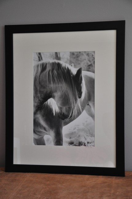 "Backlit Lipizzan" gelatin silver print, 31 x 25 inches matted and framed, signed