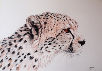 Cheetah