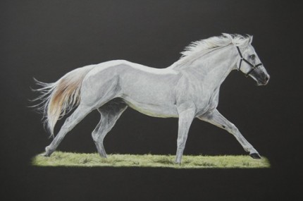 Thoroughbred stallion, Pastel on mountboard, 46cm x 26cm