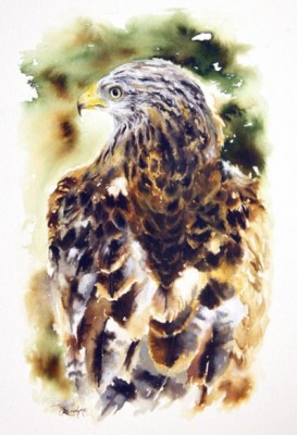 "Red Kite II" Ink on paper, approx. A3 "A beautiful bird of prey, the Red Kite is distinctive with it's forked tail and striking colours of chestnut red and white with a pale grey head. "