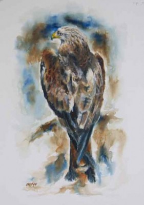 "Red Kite I" Ink on paper, approx. A3 "A beautiful bird of prey, the Red Kite is distinctive with it's forked tail and striking colours of chestnut red and white with a pale grey head."