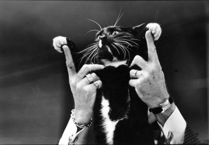 Best of the Best, Cat and Judge, Empire Cat Club show, NYC. One of many cat images. 8x10" vintage silver print or digital image, any size.