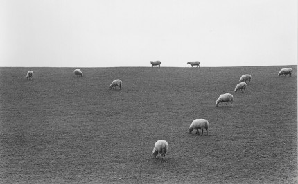 France sheep on hill, The lambing season in the Limousin, One of an extensive photographic essay on the National Stud Farm of Pompadour, France, and its environs, in black and white and color. 