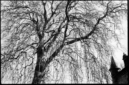 Pompadour castle and tree, from the series on the National Stud farm, 8x10" silver print