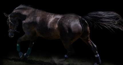 "Horse Portrait IX" Edition of 18, Available in custom sizes, Signed & Numbered by the Artist