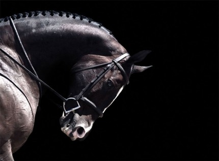 "Horse Portrait XXVII" Edition of 18, Available in custom sizes, Signed & Numbered by the Artist