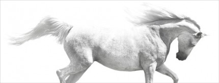 "Horse Portrait XXXV" Edition of 18, Available in custom sizes, Signed & Numbered by the Artist