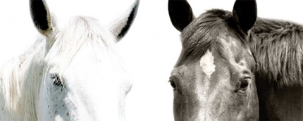 "Horse Portrait XLIV" Edition of 18, Available in custom sizes, Signed & Numbered by the Artist