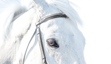 "Horse Portrait I" Edition of 18, Available in custom sizes, Signed & Numbered by the Artist
