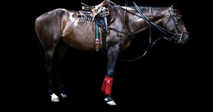 "Polo XI" Edition of 18, Available in custom sizes, Signed & Numbered by the Artist