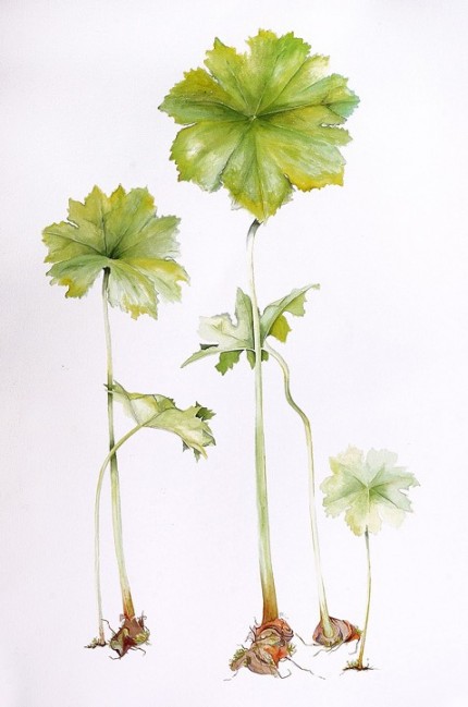 "Standing Tall" Watercolour on paper, 58 x 40 inches, Signed in pencil