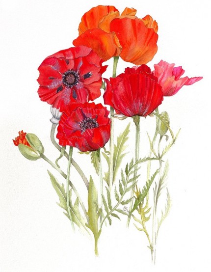 "Poppies" Watercolour on paper, 31 x 23 inches, Signed in pencil