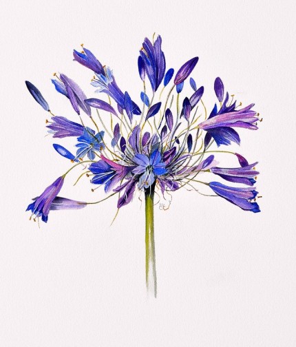 "Agapanthus Northern Star" Watercolour on paper, 20 x 17 inches, Signed in pencil