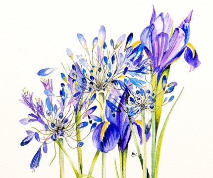 "Agapanthus & Blue Iris" Watercolour on paper, 10 x 11.5 inches, Signed in pencil