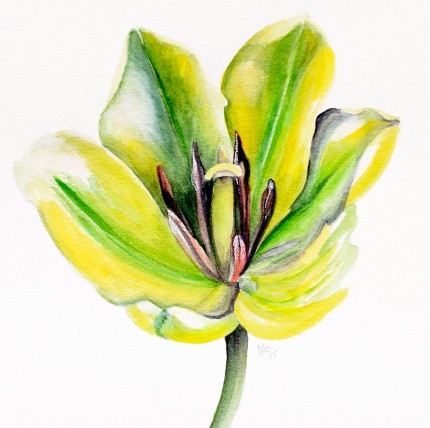 "Green Tulip" Watercolour on paper, 10 x 9 inches, Signed in pencil