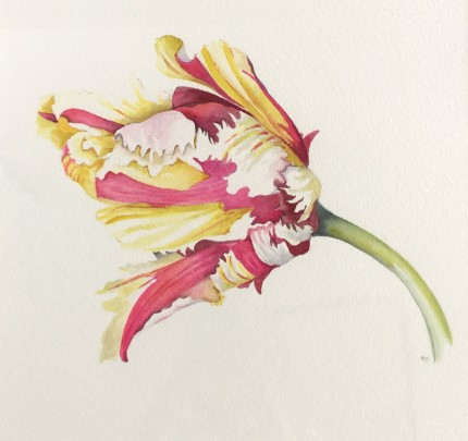 “French Tulips I” Watercolour on paper, 15 x 16 inches, 22 x 24 inches, Signed in pencil