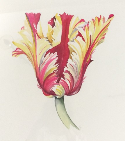“French Tulips II” Watercolour on paper, 15 x 16 inches, 22 x 24 inches, Signed in pencil