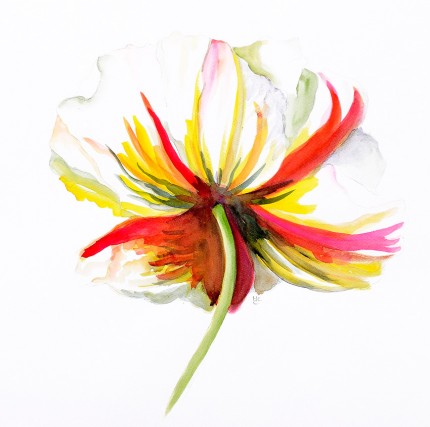 "Poppy Head" Watercolour on paper, 17 x 16 inches, Signed in pencil