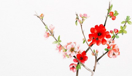 "Quince, Madame Butterfly" Watercolour on paper, 10 x 17 inches, Signed in pencil