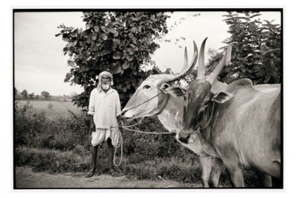"Fakirappa with his bulls" Gelatin silver print, Edition of 25, Paper size: 50 x 60 cms, Also available in 40 x 50 cms & 76 x 100 cms
